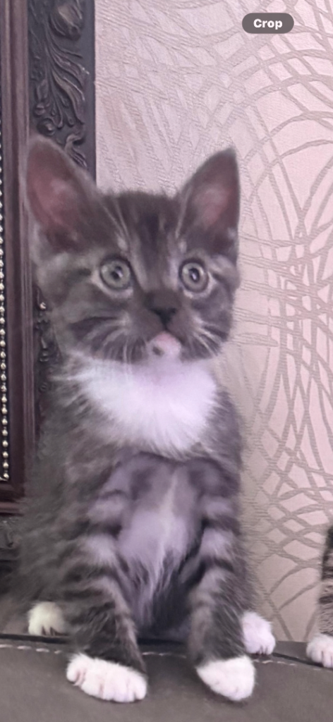 2 male friendly kittens