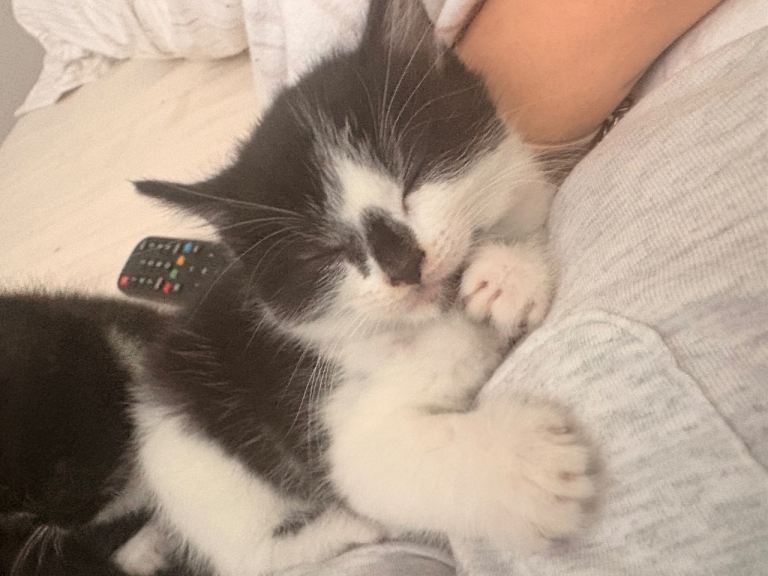 2 tuxedo kittens female 