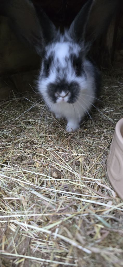 Rabbits New Zealand cross Continental 