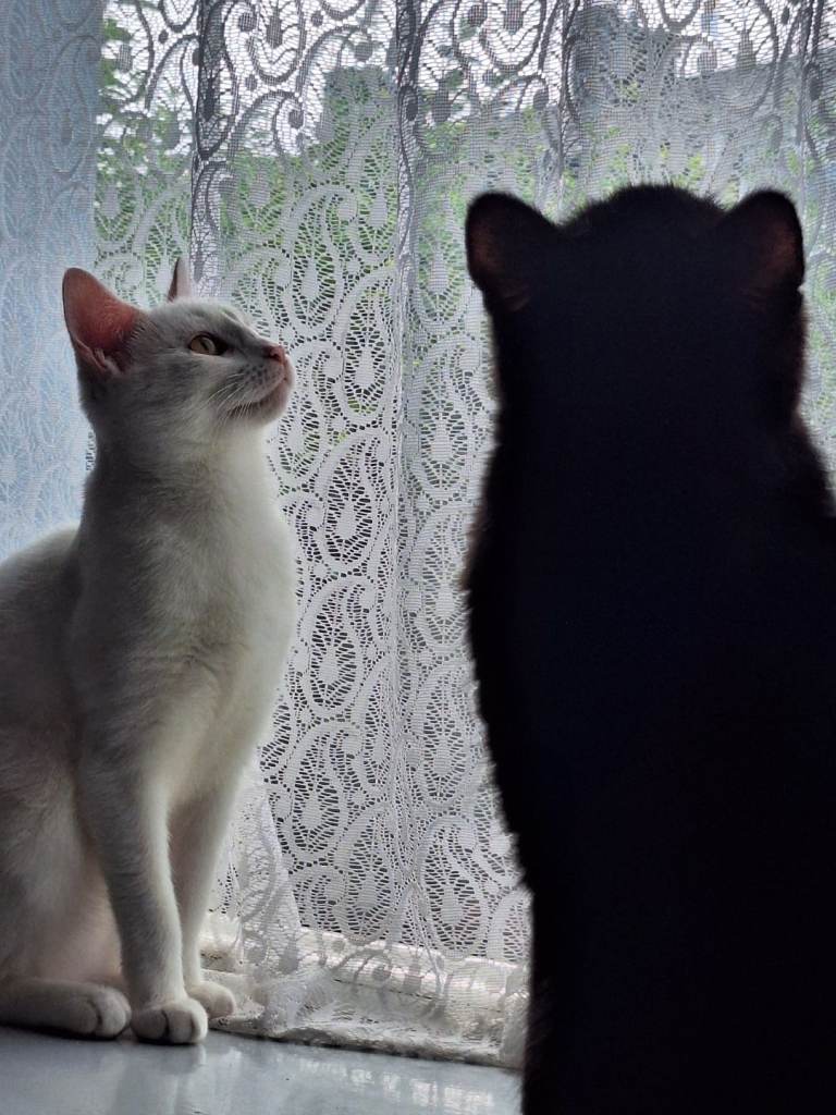 2 cats 7 month old £50 each