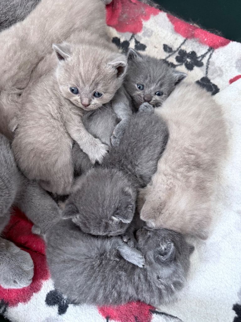 British Shorthair Kittens