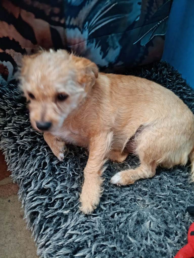 2 year old male jack Russell terrier