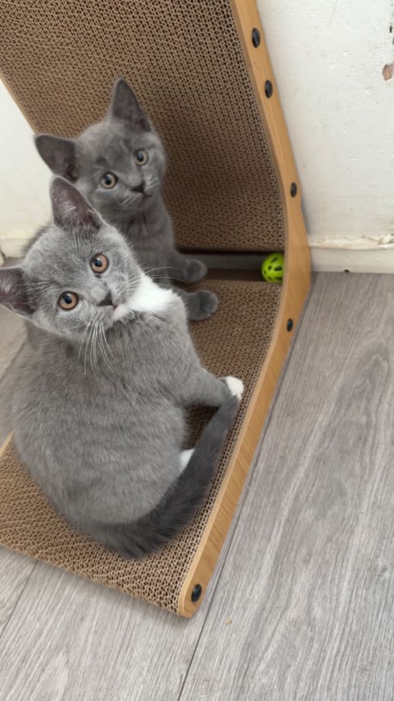 British shorthair kittens British blues ♥️