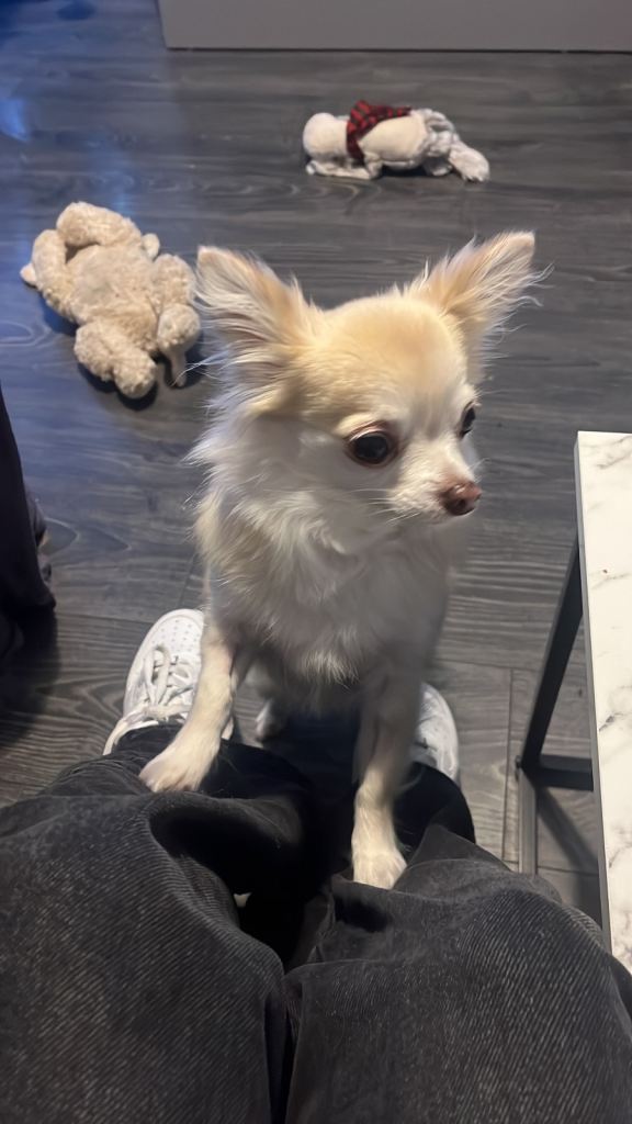 Small animal boarding and dog walking - yoker and Clydebank 🐶