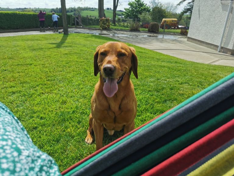 Dog for rehoming 