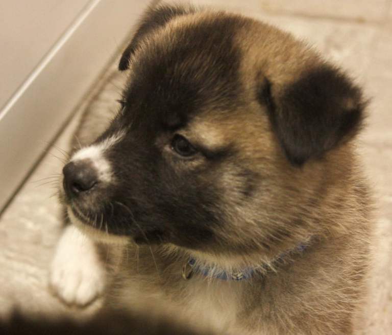 Huskita Puppies