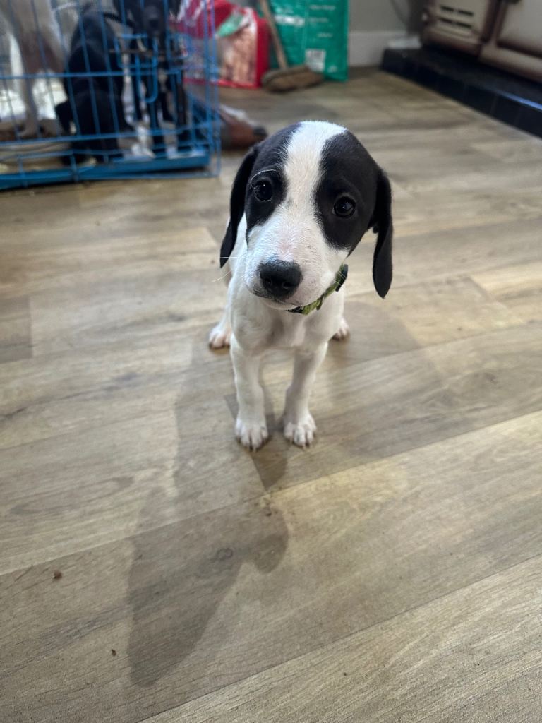 Bedlington whippet puppies