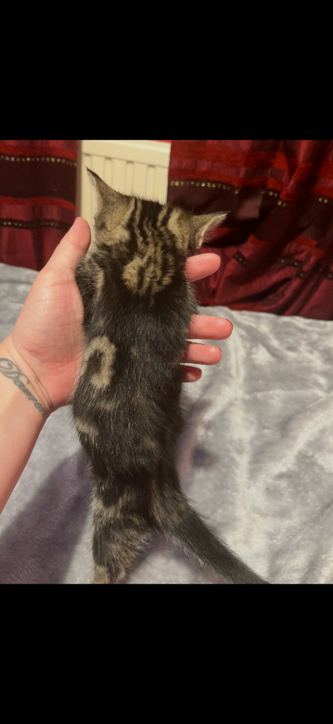 2 male tabby kittens and 1 female tabby kitten