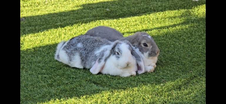 image for Frech rabbits 7 months old