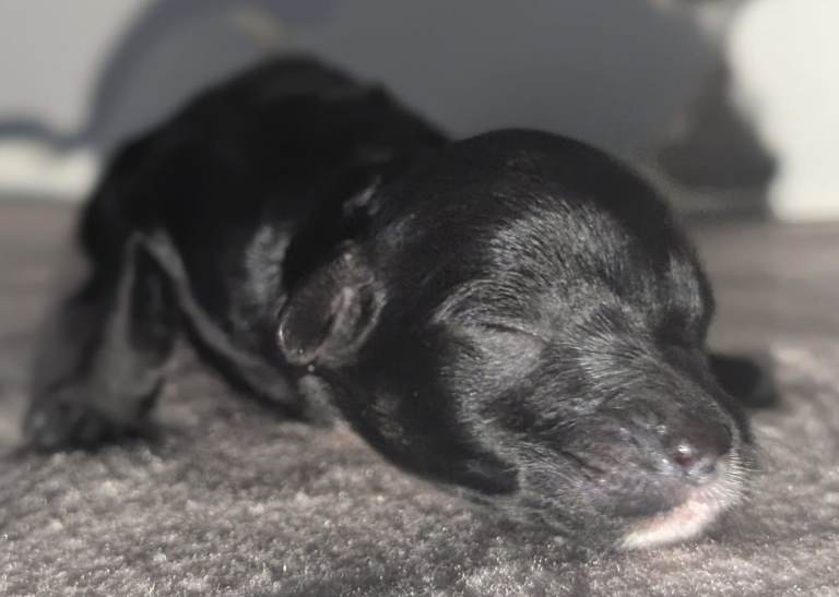 Rare Cavapoochon Puppies Home Raised PRA clea