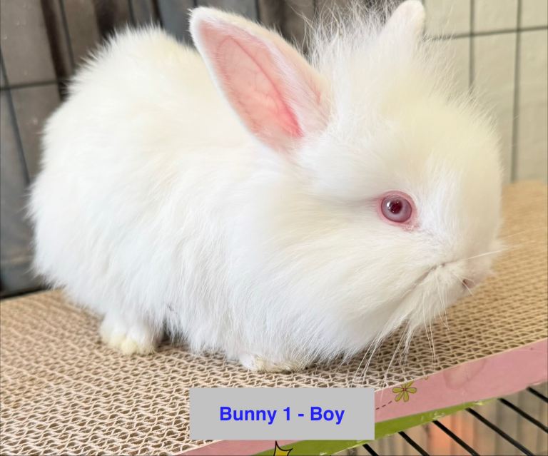 Double Maned Lionhead Babies 