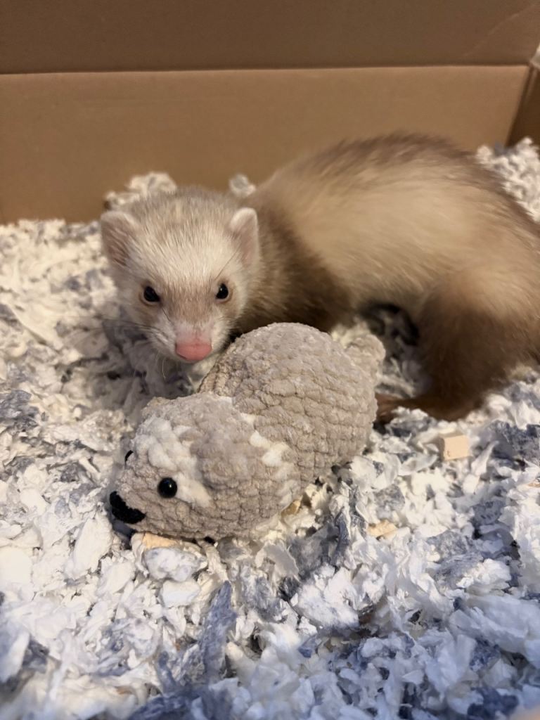 Ferret needs good home 