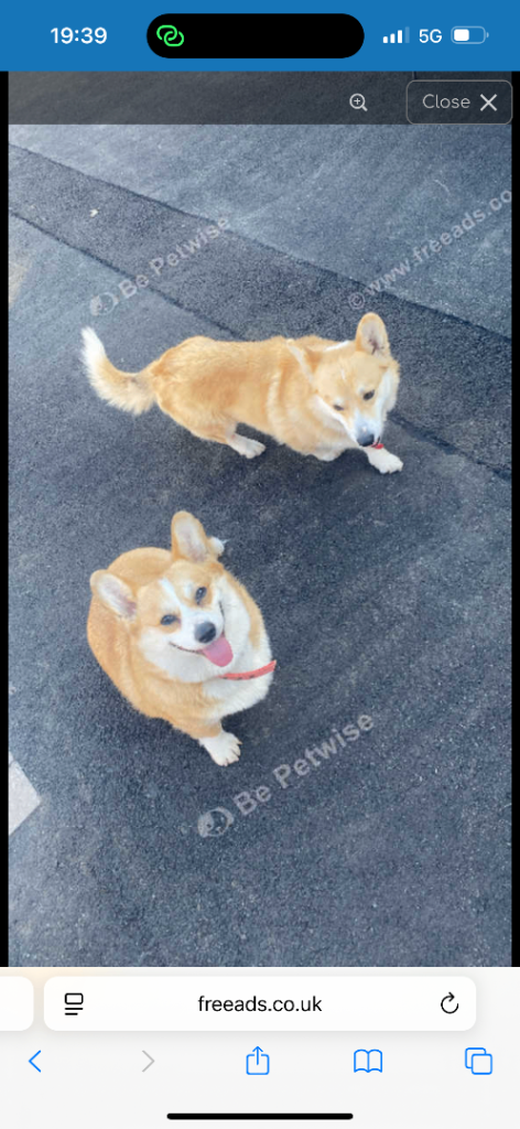Corgi 