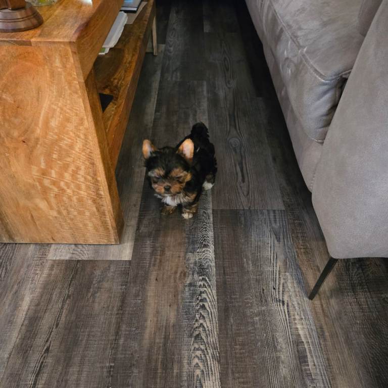 Small yorkie girl
