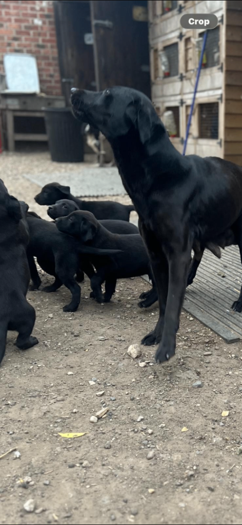 Labrador puppies for sale