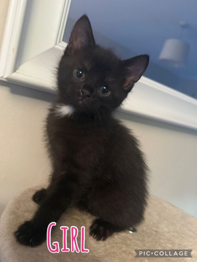 Kittens