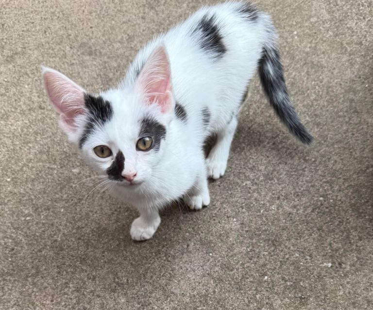 Kitten for sale £60 