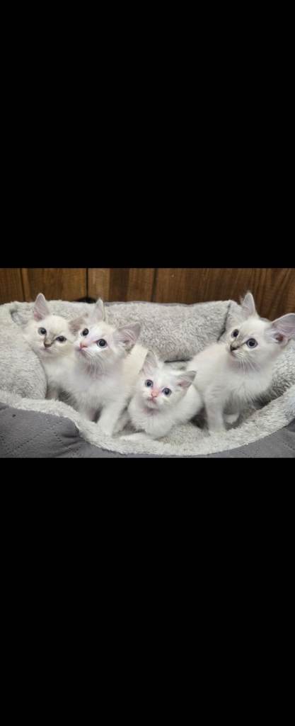 Ragdoll Kittens 