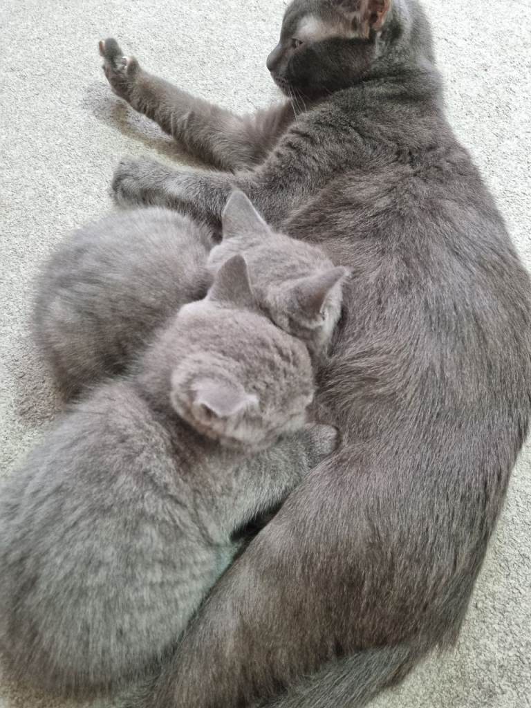 Two very cute BSH blue Russian cross kittens. 