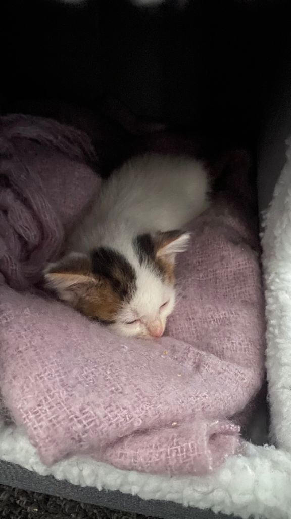 White dark orange and dark brown girl kitten 
