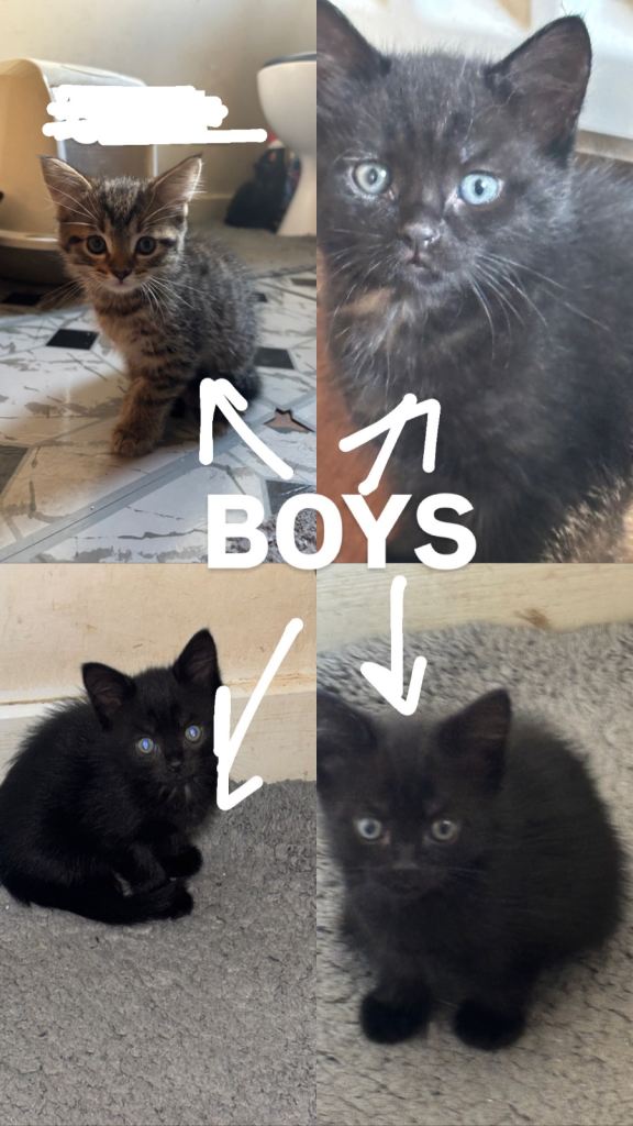 Kittens for adoption 