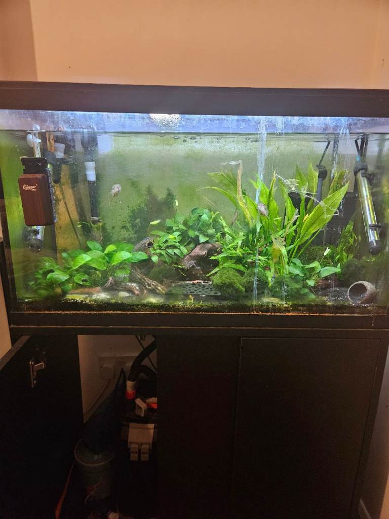 Gold Stripe Yellow Shrimp,  Amanos, Hillstream Loaches and Full Tank Setup Needs New Home !!!