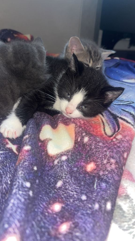 Kittens available 