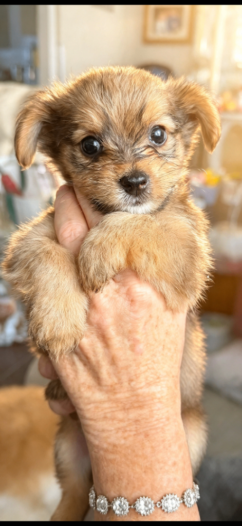 Yorkshire x Pomeranian pups (ready now)