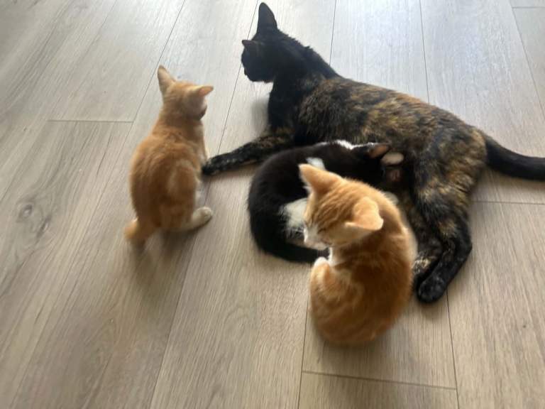 Adorable, confident kittens
