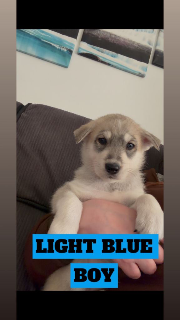 German Shepherd cross Husky Puppies