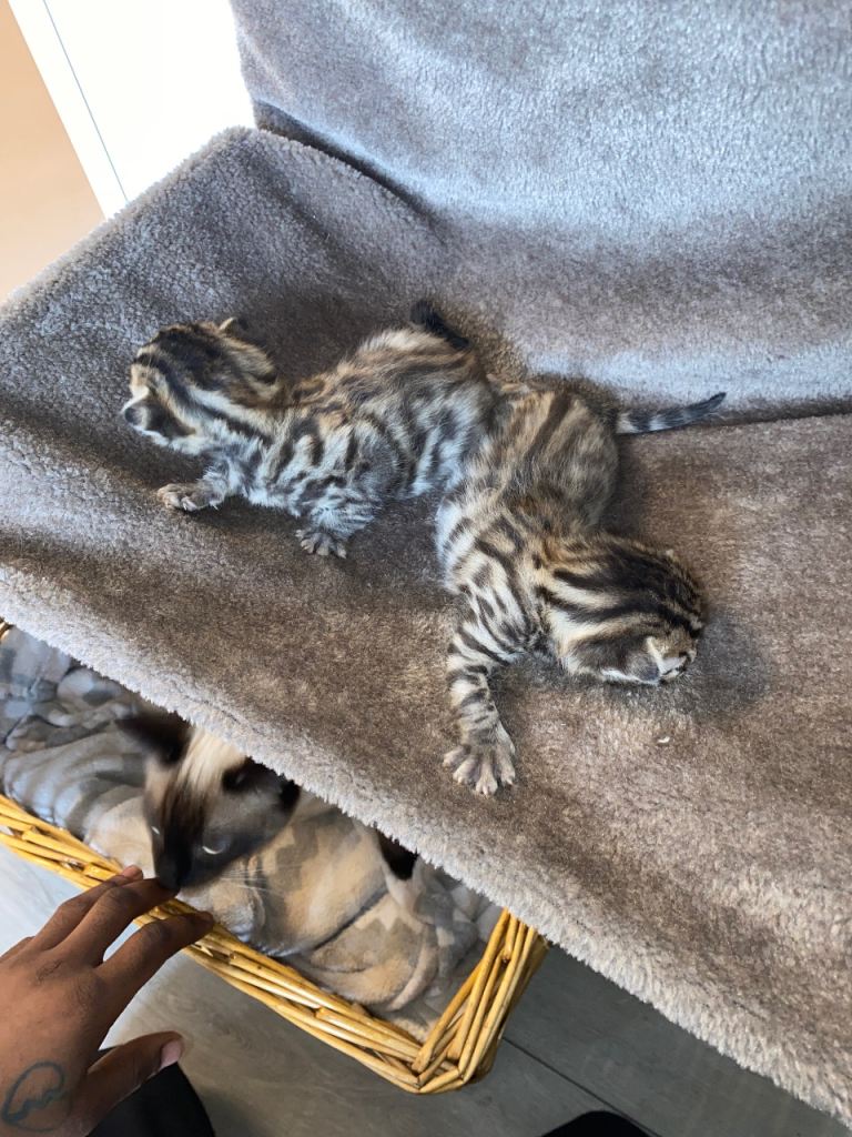 Bengal cross Siamese/ tabby kittens