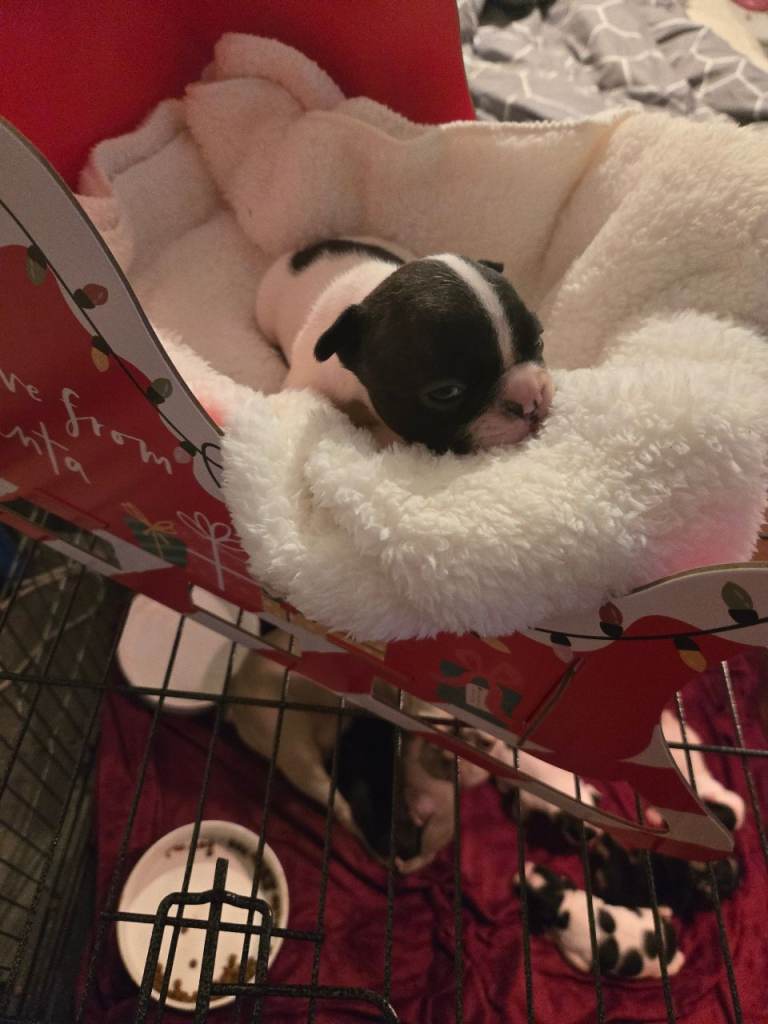 French bulldog pups for sale 