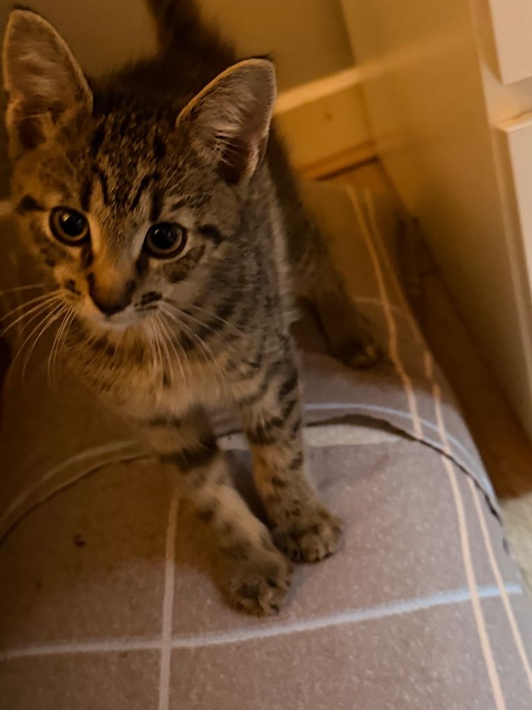 Kitten for sale 