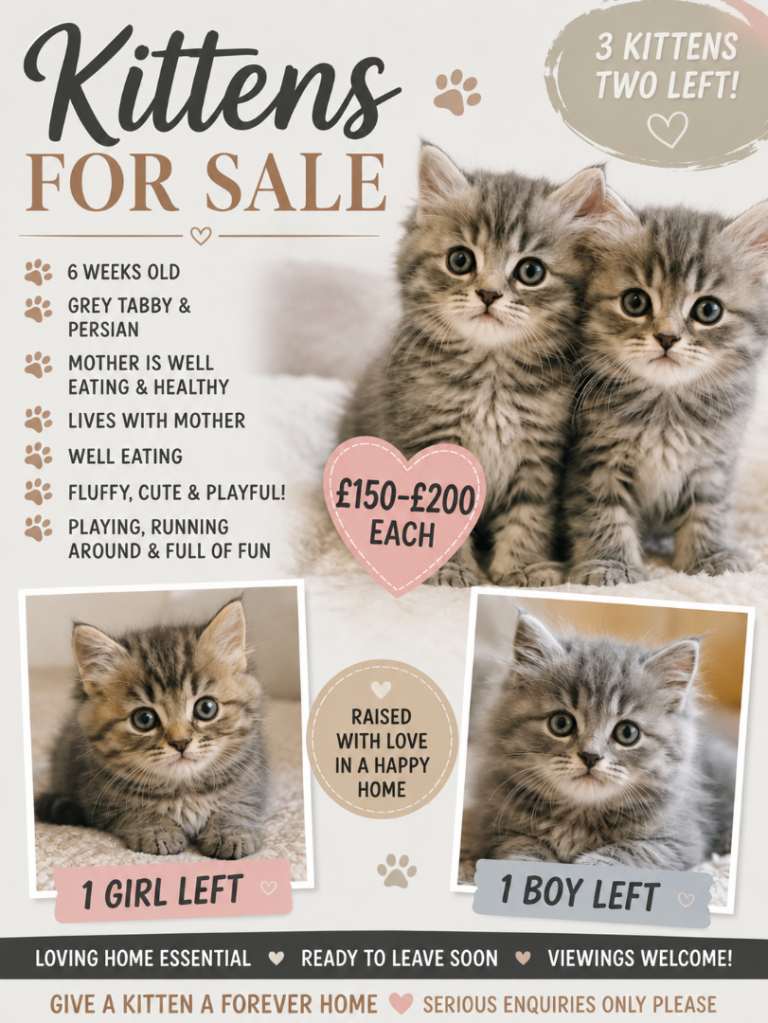 🐾 Adorable Fluffy Kittens – £200/ 150  Each 🐾
