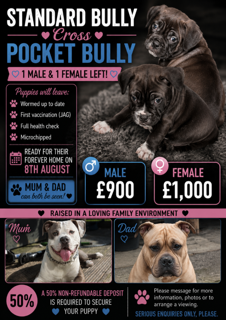 Standard bully x pocket bully