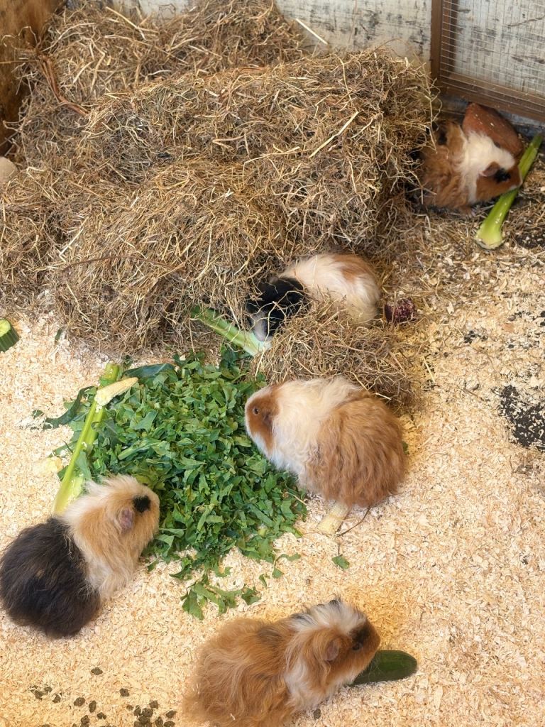 5 adorable MALE guinea pigs for sale!