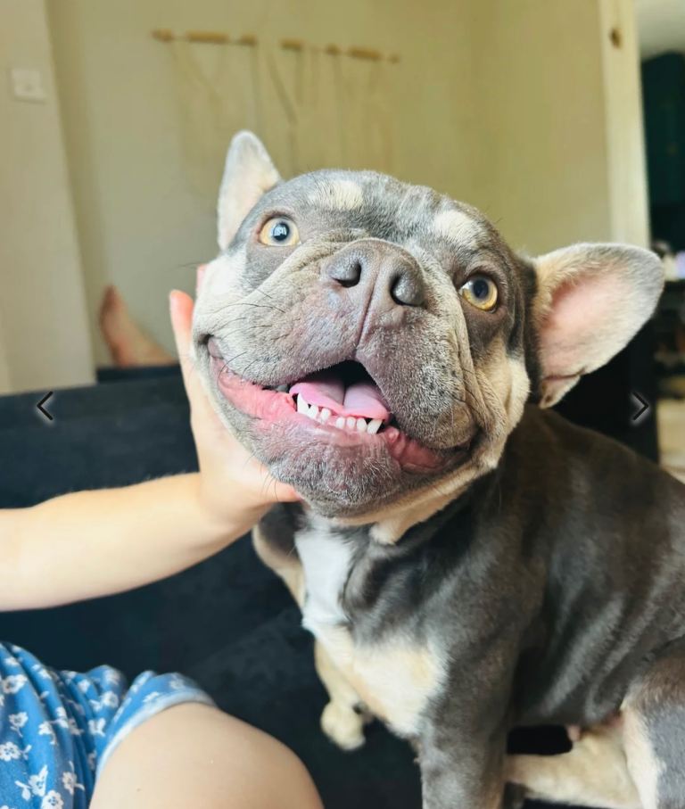 2 Frenchbulldogs mother and son 