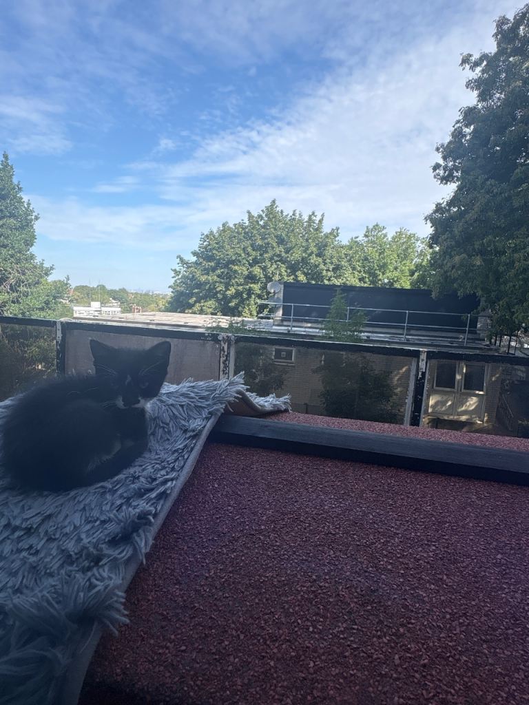 Kittens