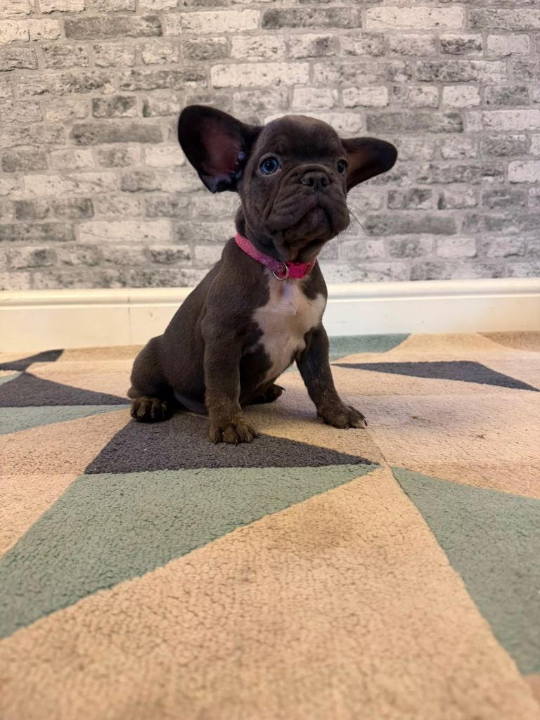 Kc reg french bulldog puppies 