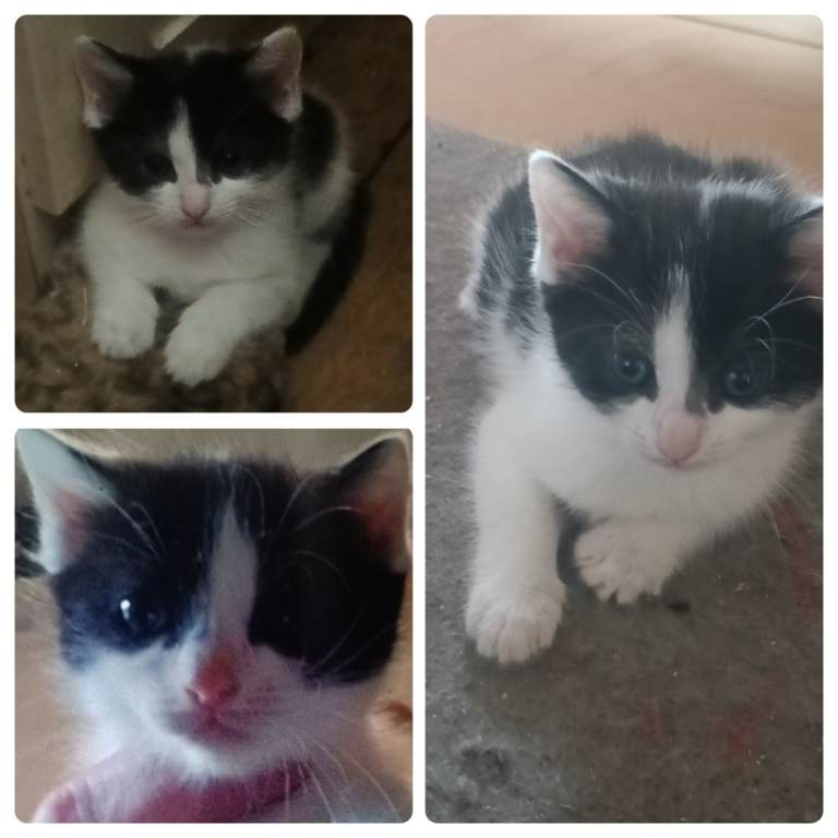 Adorable kittens for homing 