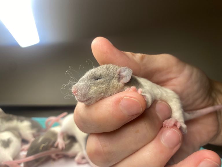 Baby Rats ~ Delivery Available 