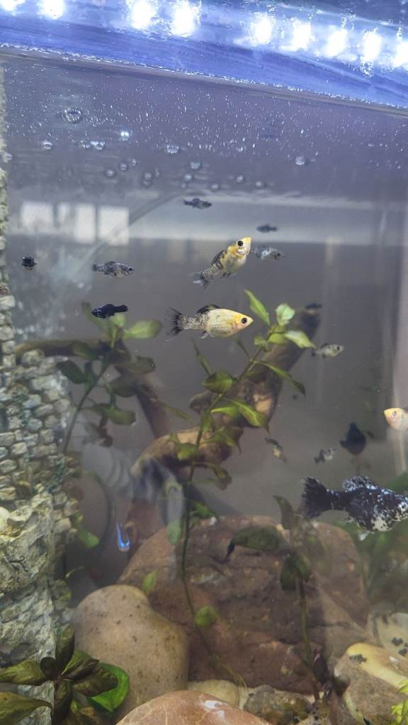 Mollie fish 
