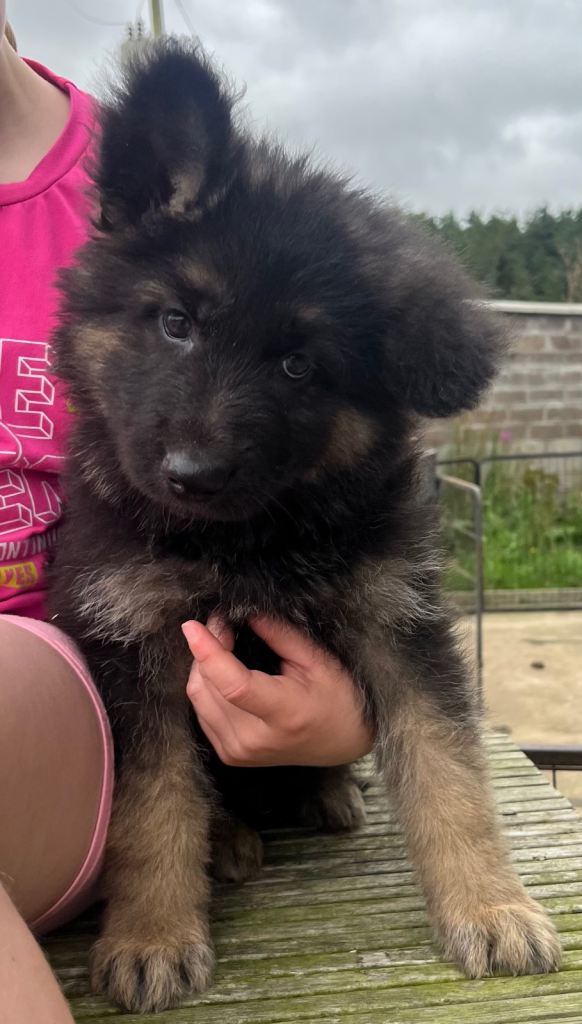 German Shepherd pups