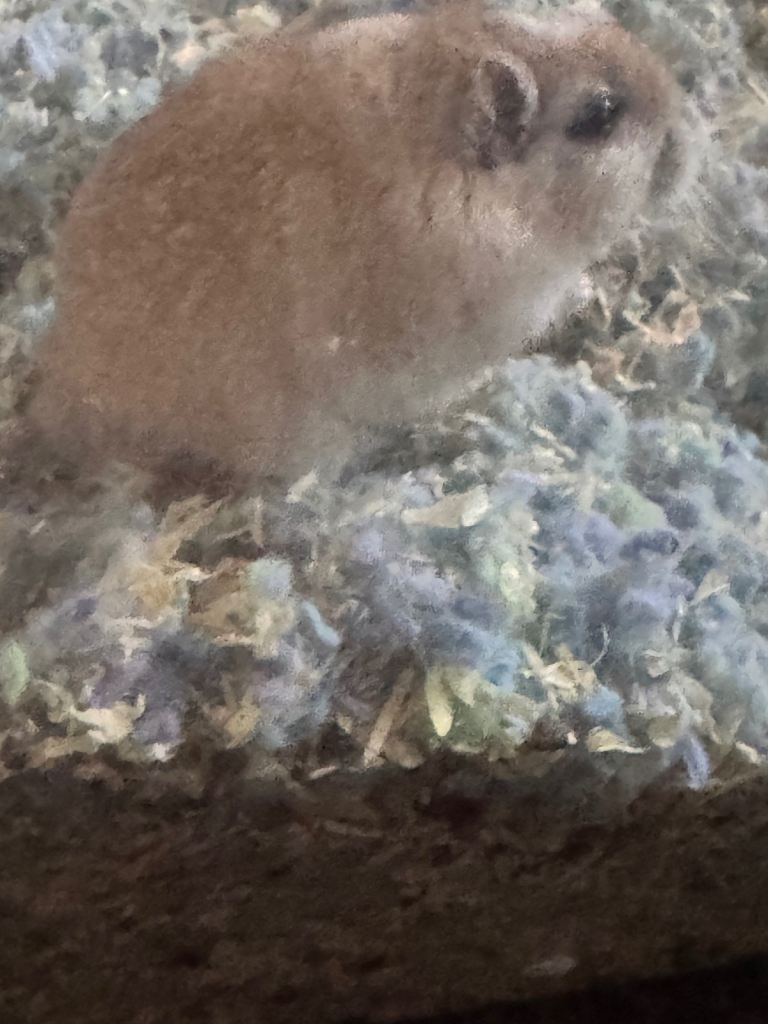 2 female gerbils 