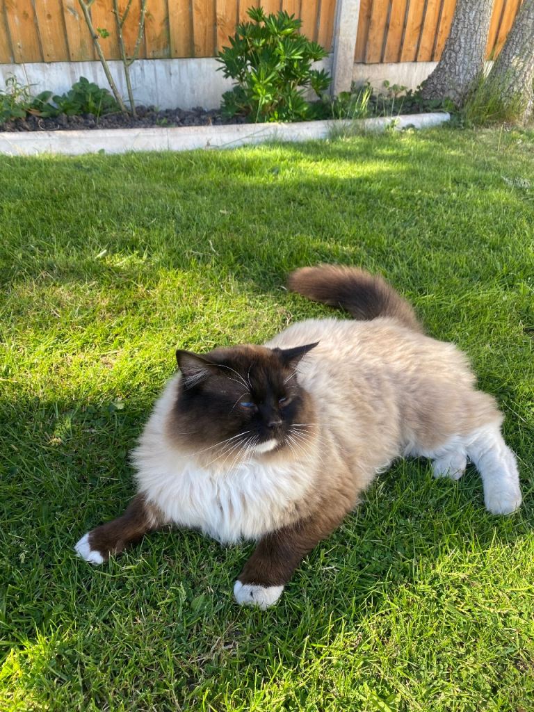 Beautiful Ragdoll Boy