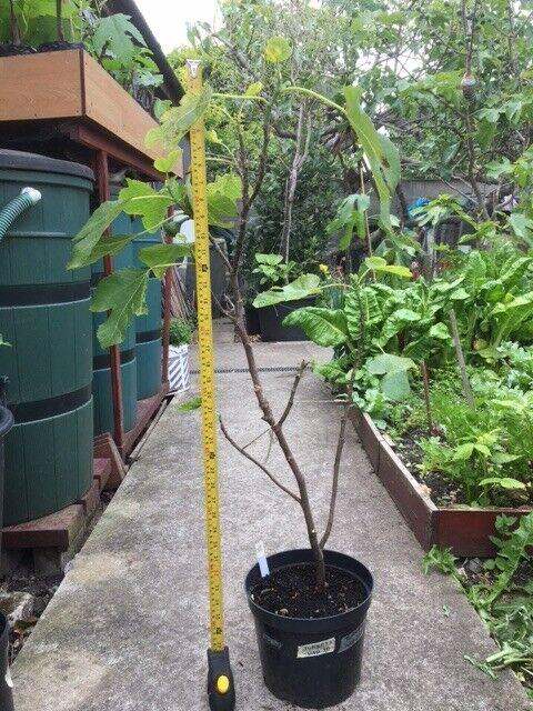 fig tree brown turkey variety with figs on in 5 litre pot