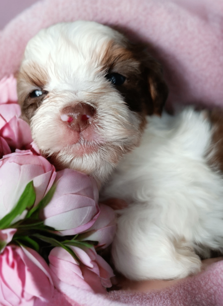 Colorfull Yorkshire terrier 