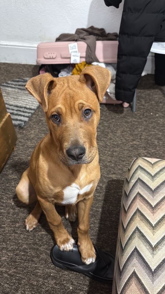 5-Month-Old Male Staffy Puppy – Rio – Friendly & Healthy (IG3)