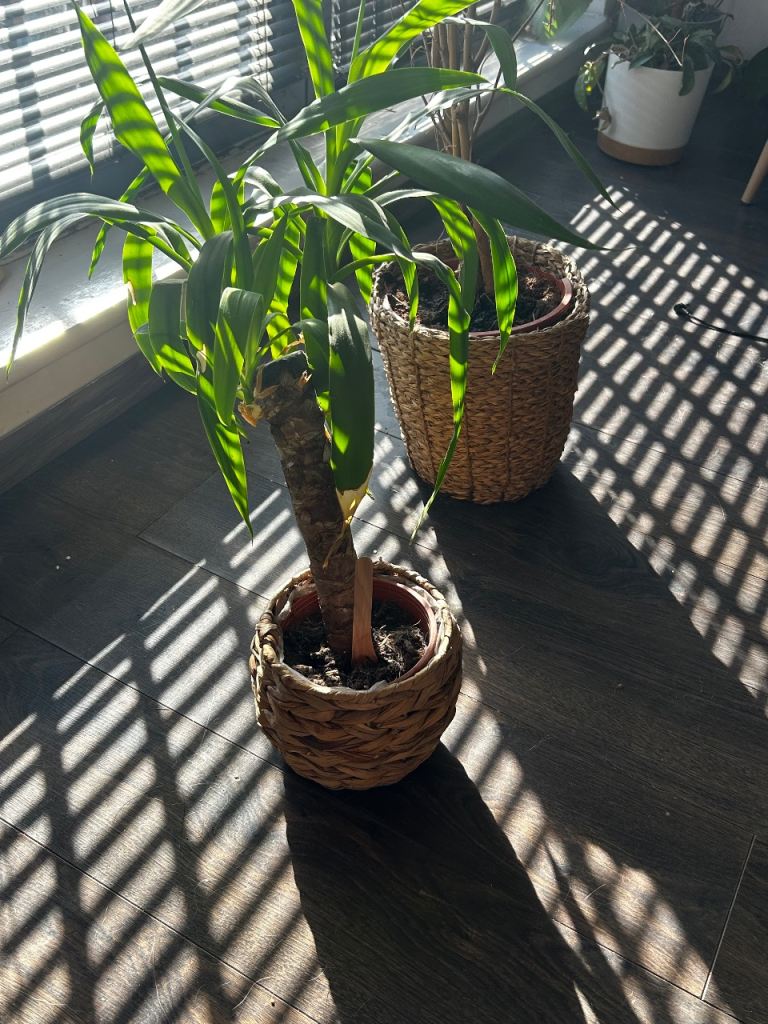 Dracaena Fragrans (Corn Plant) + Dracaena trifasciata (Snake Plant)