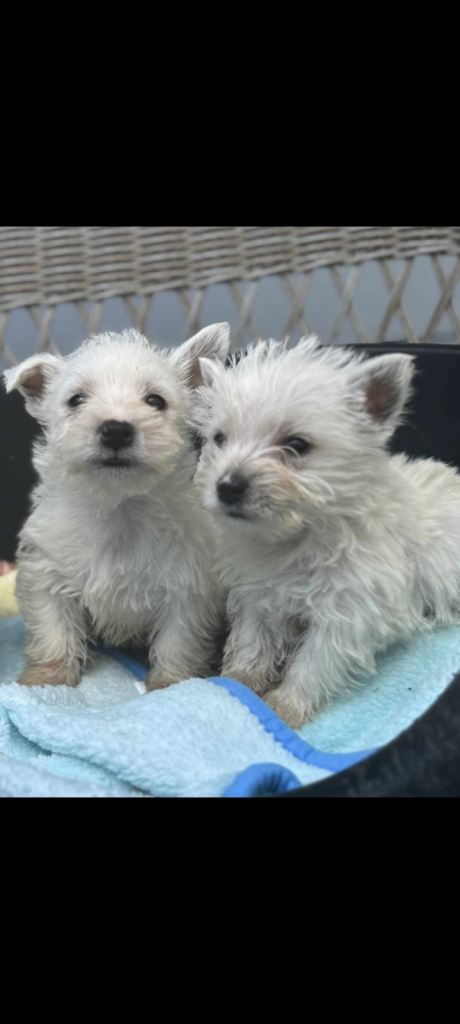 Westie Puppies
